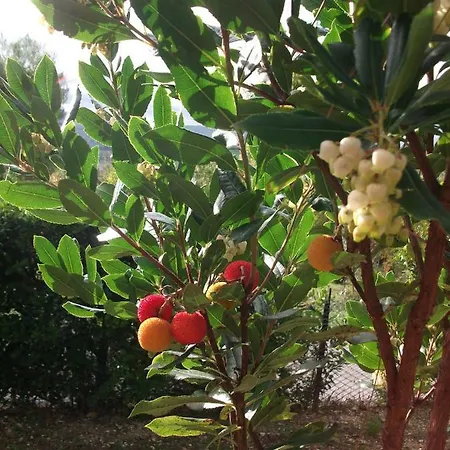 Del Conero Alloggio per agriturismo Poggio (Marche)