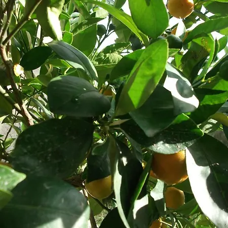 Del Conero مزرعة للإقامة Poggio (Marche)